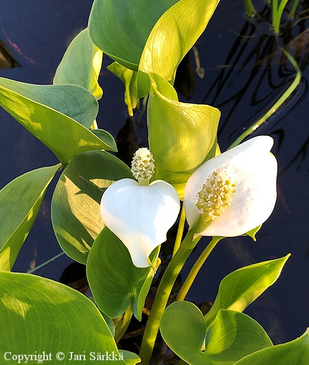 Calla palustris, suovehka